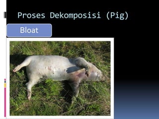 Proses Dekomposisi (Pig)
Bloat
 