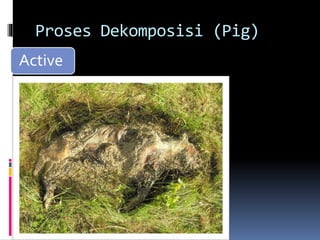 Proses Dekomposisi (Pig)
Active
 