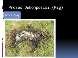 Proses Dekomposisi (Pig)
Adv. Decay
 