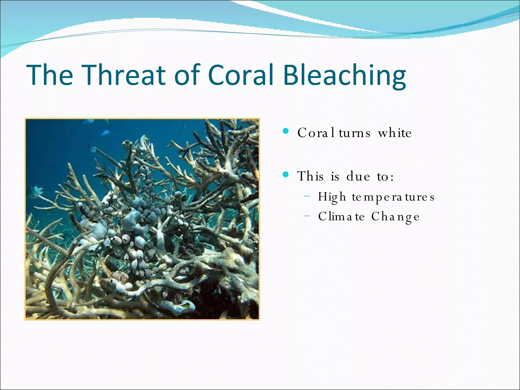 Death Of Coral Reefs | PPT