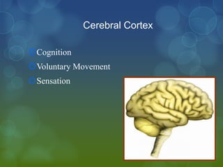 Cerebral Cortex

Cognition
Voluntary Movement
Sensation
 