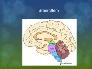Brain Stem
 