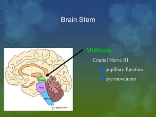 Brain Stem



       Midbrain
         Cranial Nerve III
              pupillary function
              eye movement
 