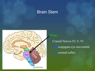 Brain Stem




      Pons
       Cranial Nerves IV, V, VI
         conjugate eye movement
         corneal reflex
 