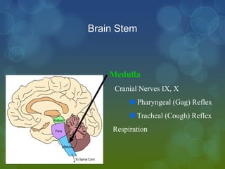 Brain Stem



    Medulla
     Cranial Nerves IX, X
           Pharyngeal (Gag) Reflex
           Tracheal (Cough) Reflex
     Respiration
 