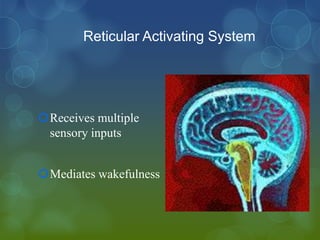 Reticular Activating System




Receives multiple
 sensory inputs


Mediates wakefulness
 