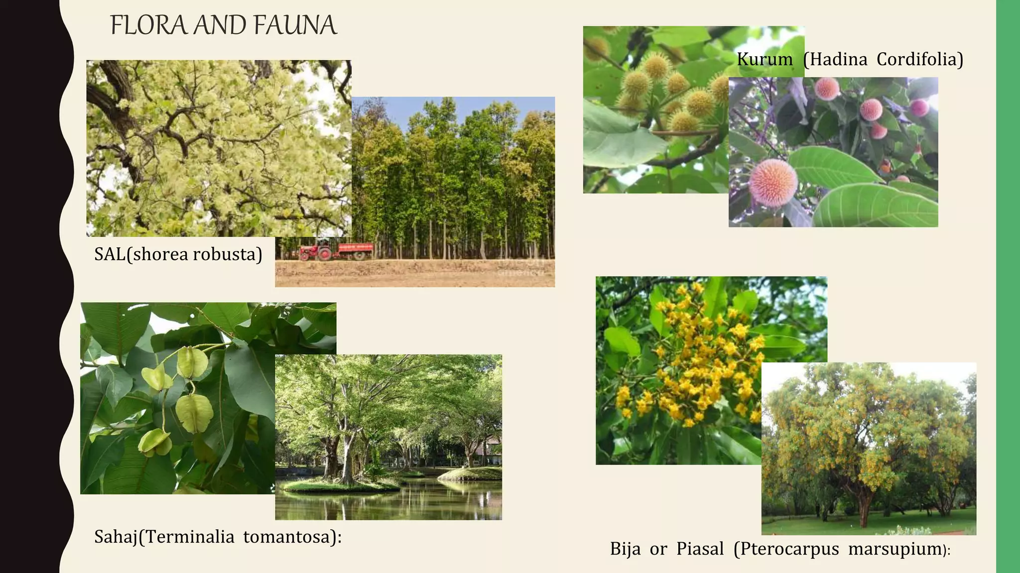 FLORA AND FAUNA
SAL(shorea robusta)
Sahaj(Terminalia tomantosa):
Bija or Piasal (Pterocarpus marsupium):
Kurum (Hadina Cordifolia)
 