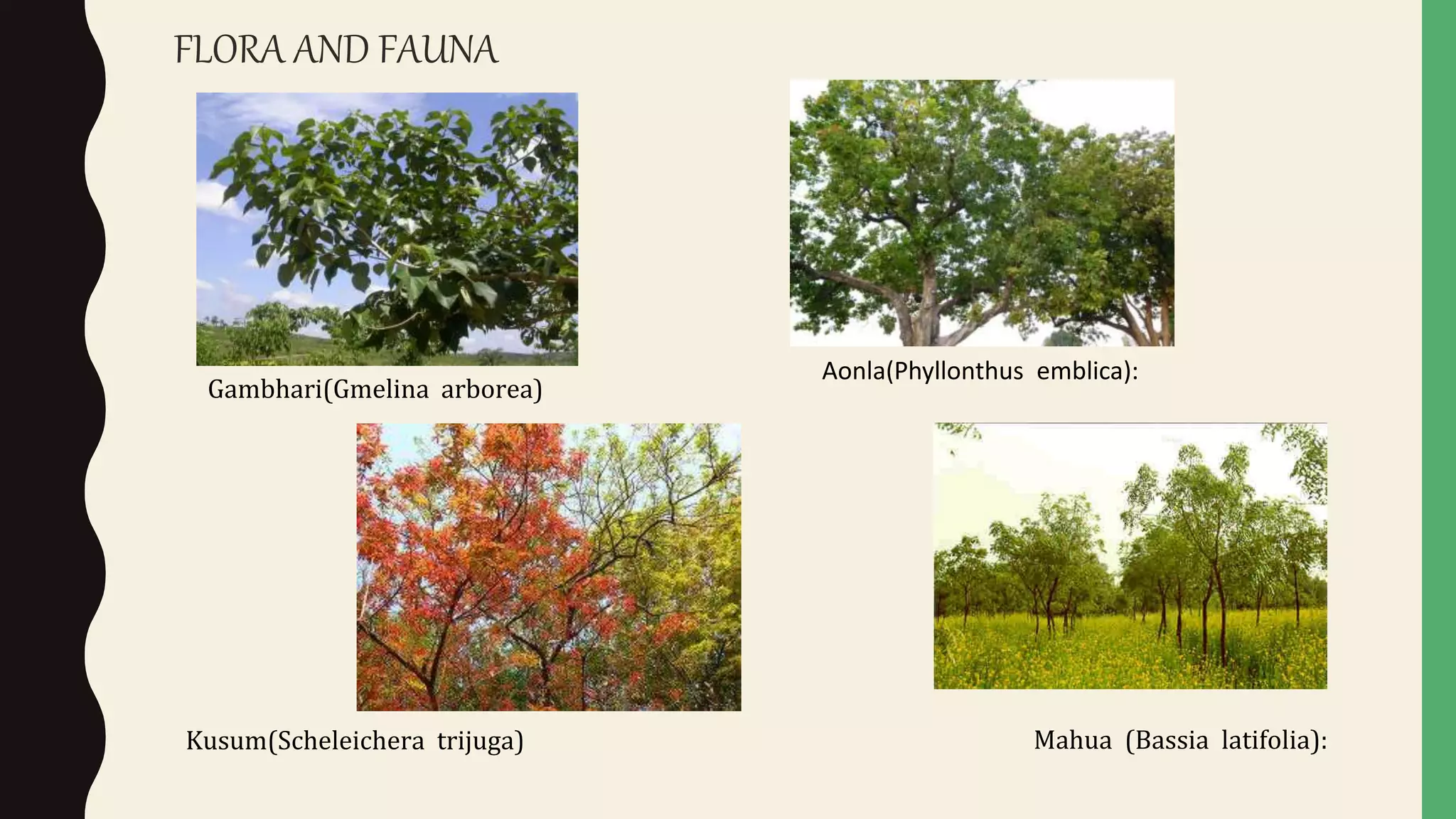 Gambhari(Gmelina arborea)
Kusum(Scheleichera trijuga)
Aonla(Phyllonthus emblica):
Mahua (Bassia latifolia):
FLORA AND FAUNA
 