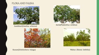 Gambhari(Gmelina arborea)
Kusum(Scheleichera trijuga)
Aonla(Phyllonthus emblica):
Mahua (Bassia latifolia):
FLORA AND FAUNA
 
