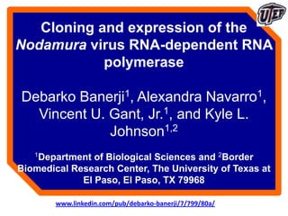 Cloning and expression of the
Nodamura virus RNA-dependent RNA
polymerase
Debarko Banerji1, Alexandra Navarro1,
Vincent U. Gant, Jr.1, and Kyle L.
Johnson1,2
1Department of Biological Sciences and 2Border
Biomedical Research Center, The University of Texas at
El Paso, El Paso, TX 79968
www.linkedin.com/pub/debarko-banerji/7/799/80a/
 