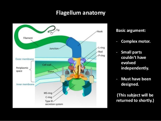 Should Intelligent Design Replace The Darwinian Theory Of Evolution