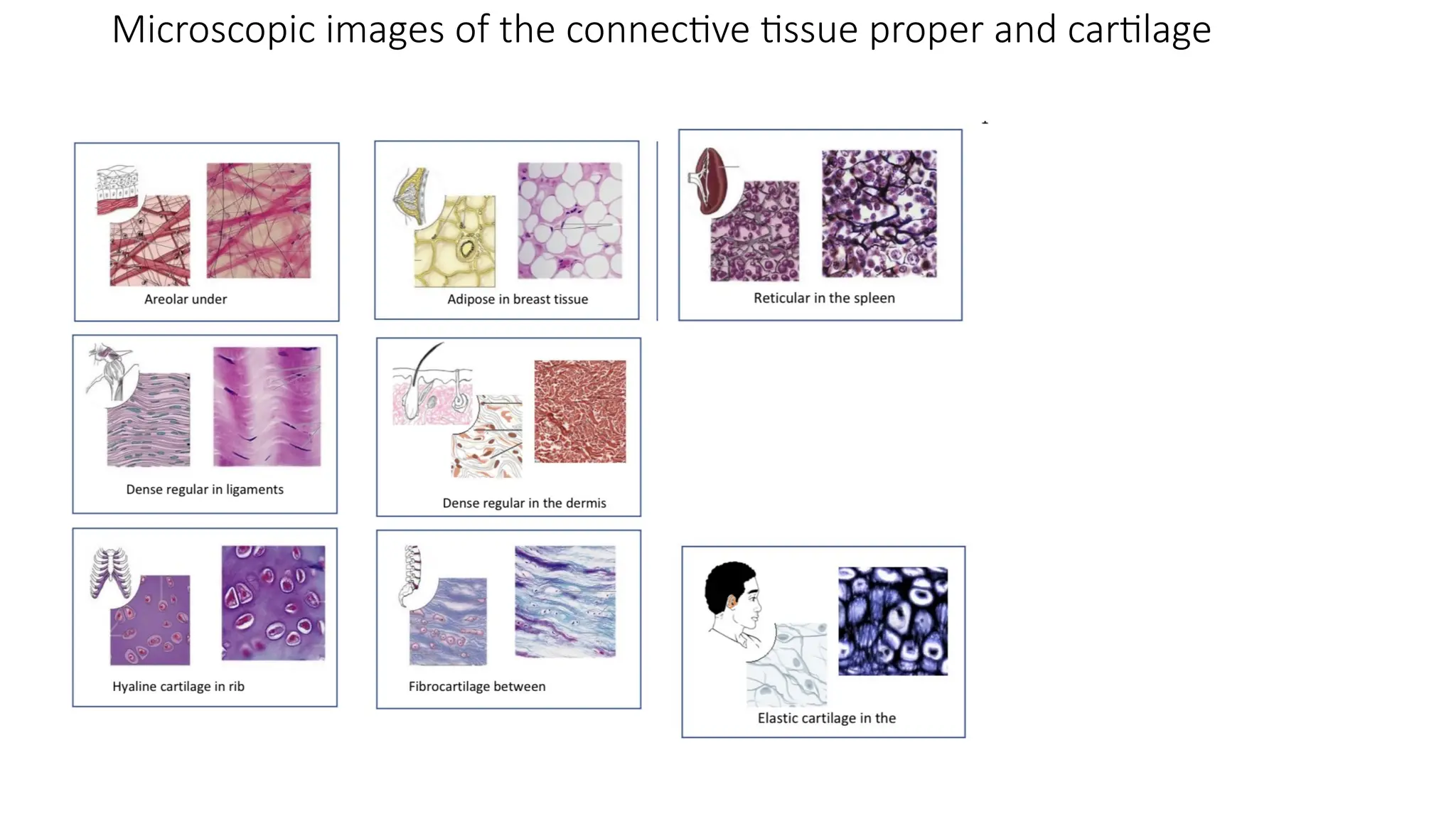 Microscopic images of the connective tissue proper and cartilage
 