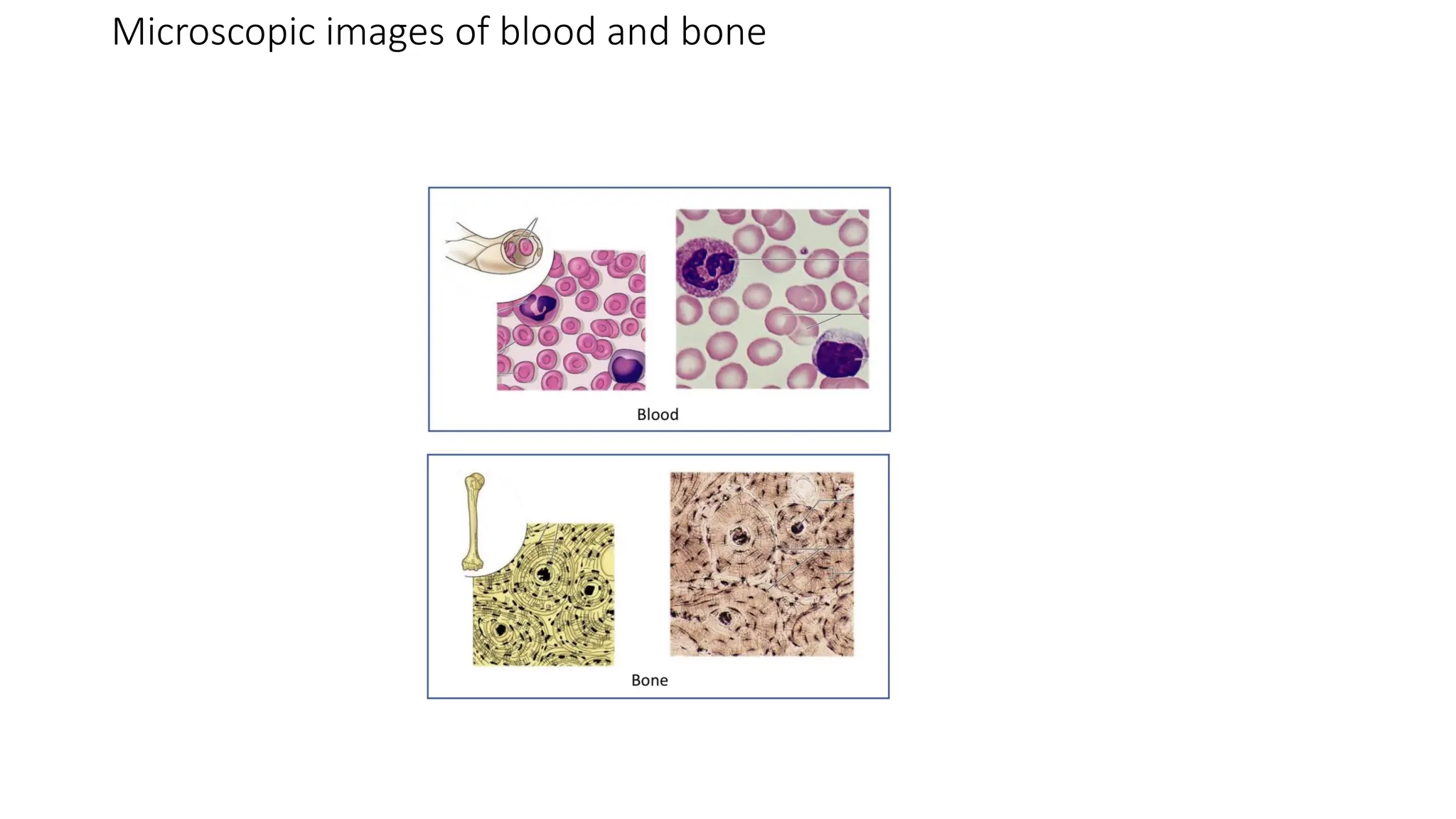 Microscopic images of blood and bone
 