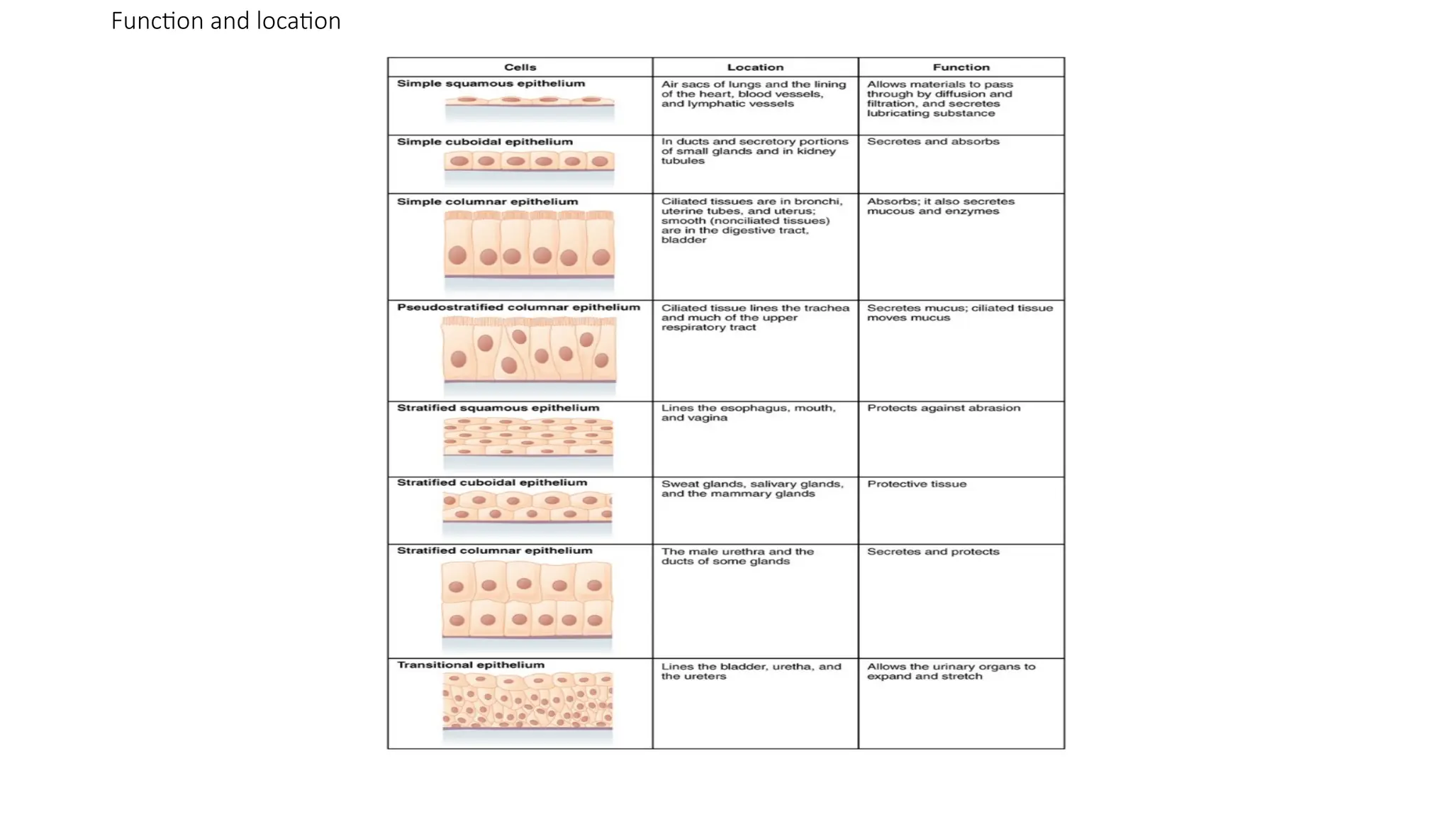 Function and location
 