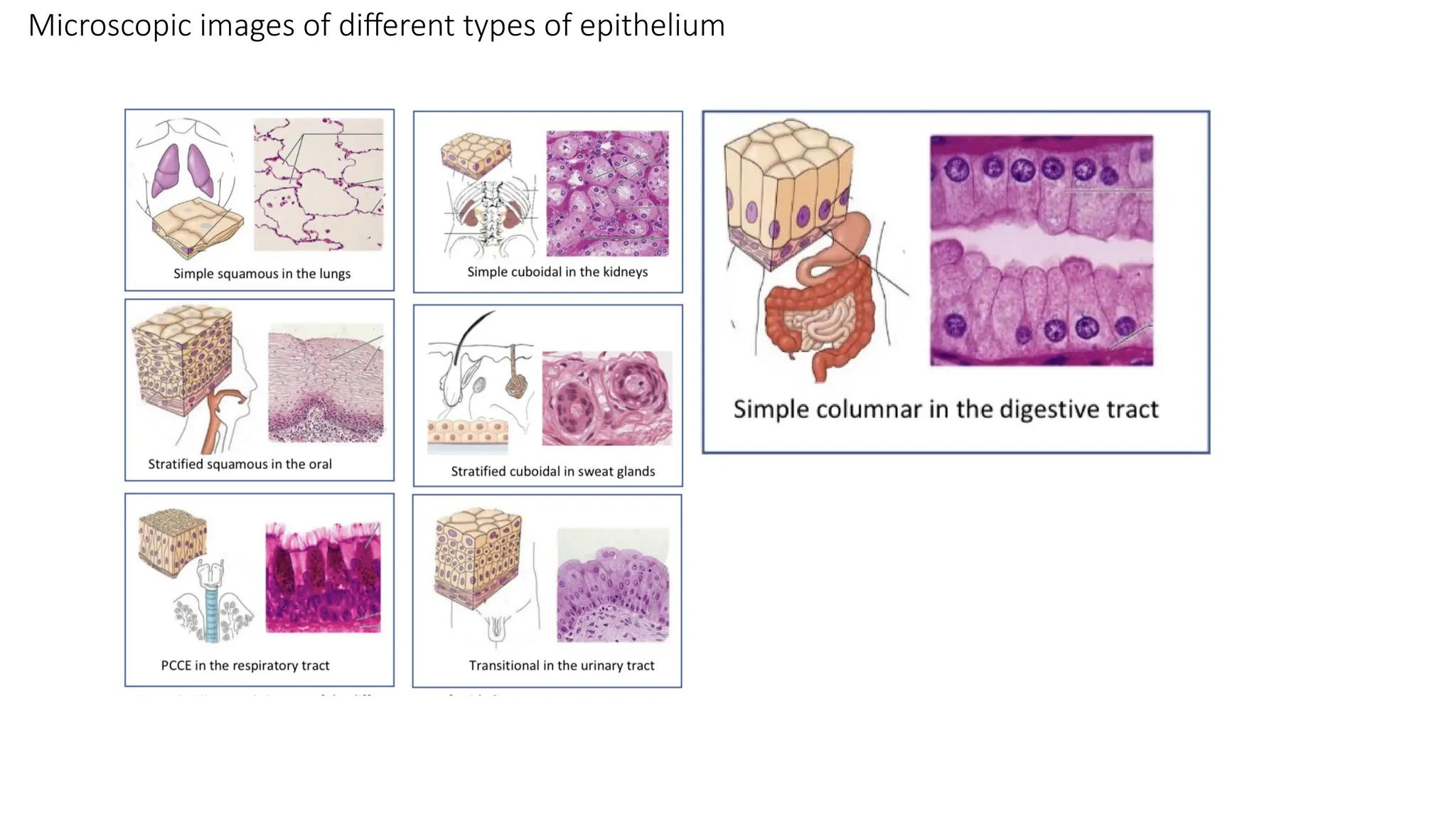 Microscopic images of different types of epithelium
 