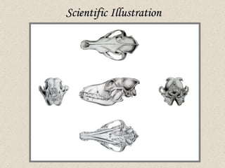 Scientific Illustration 
