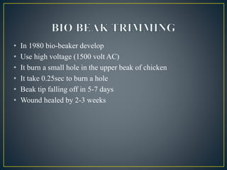 Debeaking & dumbing in poultry | PPT