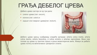 Дебело црево | PPT