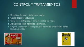 CONTROL Y TRATAMIENTOS
 Recogida y eliminación de las heces fecales.
 Control de perros ambulantes.
 Chequeos coprológicos y su aplicación cada 2 o 3 meses.
 Aplicación de baños insecticidas sistemáticos.
 Limpieza y aplicación de estos productos insecticidas en los locales donde
habitan los perros.
 