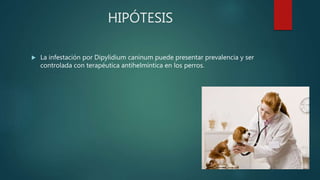 HIPÓTESIS
 La infestación por Dipylidium caninum puede presentar prevalencia y ser
controlada con terapéutica antihelmíntica en los perros.
 