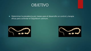 OBJETIVO
 Determinar la prevalencia por meses para el desarrollo un control y terapia
eficaz para controlar el Dipylidium caninum.
 