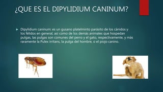 ¿QUE ES EL DIPYLIDIUM CANINUM?
 Dipylidium caninum: es un gusano platelminto parásito de los cánidos y
los félidos en general, así como de los demás animales que hospedan
pulgas, las pulgas son comunes del perro y el gato, respectivamente, y más
raramente la Pulex irritans, la pulga del hombre, o el piojo canino.
 