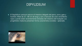 DIPYLIDIUM
 El Dipylidium caninum está en el intestino delgado del perro, zorra, gato y
hombre. Mide de 15 – 80 cm de largo y son a menudo de color amarillento
rojizo cuando están recientemente extraídas del intestino del huésped. Los
proglótidos maduros presentan forma característica ovoidea – aplanada.
 