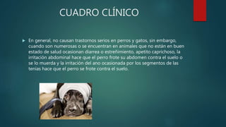CUADRO CLÍNICO
 En general, no causan trastornos serios en perros y gatos, sin embargo,
cuando son numerosas o se encuentran en animales que no están en buen
estado de salud ocasionan diarrea o estreñimiento, apetito caprichoso, la
irritación abdominal hace que el perro frote su abdomen contra el suelo o
se lo muerda y la irritación del ano ocasionada por los segmentos de las
tenias hace que el perro se frote contra el suelo.
 