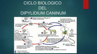 CICLO BIOLOGICO
DEL
DIPYLIDIUM CANINUM
 
