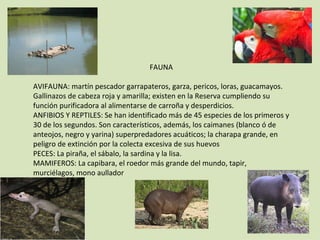 FAUNA

AVIFAUNA: martín pescador garrapateros, garza, pericos, loras, guacamayos.
Gallinazos de cabeza roja y amarilla; existen en la Reserva cumpliendo su
función purificadora al alimentarse de carroña y desperdicios.
ANFIBIOS Y REPTILES: Se han identificado más de 45 especies de los primeros y
30 de los segundos. Son característicos, además, los caimanes (blanco ó de
anteojos, negro y yarina) superpredadores acuáticos; la charapa grande, en
peligro de extinción por la colecta excesiva de sus huevos
PECES: La piraña, el sábalo, la sardina y la lisa.
MAMIFEROS: La capibara, el roedor más grande del mundo, tapir,
murciélagos, mono aullador
 