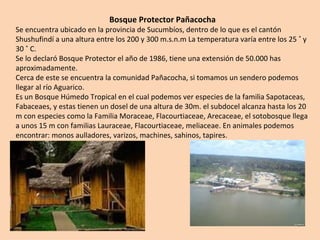 Bosque Protector Pañacocha
Se encuentra ubicado en la provincia de Sucumbíos, dentro de lo que es el cantón
Shushufindí a una altura entre los 200 y 300 m.s.n.m La temperatura varía entre los 25 ˚ y
30 ˚ C.
Se lo declaró Bosque Protector el año de 1986, tiene una extensión de 50.000 has
aproximadamente.
Cerca de este se encuentra la comunidad Pañacocha, si tomamos un sendero podemos
llegar al río Aguarico.
Es un Bosque Húmedo Tropical en el cual podemos ver especies de la familia Sapotaceas,
Fabaceaes, y estas tienen un dosel de una altura de 30m. el subdocel alcanza hasta los 20
m con especies como la Familia Moraceae, Flacourtiaceae, Arecaceae, el sotobosque llega
a unos 15 m con familias Lauraceae, Flacourtiaceae, meliaceae. En animales podemos
encontrar: monos aulladores, varizos, machines, sahinos, tapires.
 