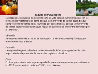 Laguna de Pigualicocha
Esta laguna se encuentra dentro de la zona de vida bosque húmedo tropical con las
formaciones vegetales tales como bosque siempre verde de tierras bajas, bosque
siempre verde de tierras bajas, inundado por aguas blancas, bosque siempre verde
de tierras bajas inundado por aguas negras en cuyo sitio se encuentra dominado por
la "chontilla".

Ubicación
Se encuentra ubicada a 35 Km. de Pañacocha. ( 5 Km. de extensión) Trayecto, 50
minutos en canoa a motor

Extensión
La Laguna de Pigualicocha tiene una extensión de 5 Km. y sus aguas son de color
negro debido a la presencia de materiales orgánicos disueltos.

Clima
El clima que rodeada este lugar es agradable, presenta temperatura que oscila entre
los 17º C. como mínimo hasta los 33º C. como máximo.
 
