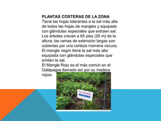 PLANTAS COSTERAS DE LA ZONA
Tiene las hojas tolerantes a la sal más alta
de todos las hojas de mangles y equipado
con glándulas especiales que extraen sal.
Los árboles crecen a 65 pies (20 m) de la
altura; las ramas de extensión largas son
cubiertas por una corteza marrana oscura.
El mangle negro tiene la sal más alta
equipada con glándulas especiales que
emiten la sal.
El Mangle Rojo es el más común en el
Galápagos llamado así por su madera
rojiza.
 