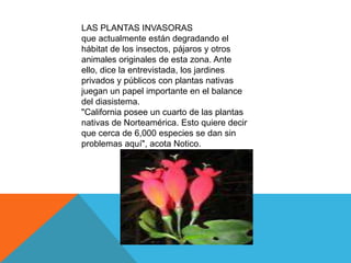 LAS PLANTAS INVASORAS
que actualmente están degradando el
hábitat de los insectos, pájaros y otros
animales originales de esta zona. Ante
ello, dice la entrevistada, los jardines
privados y públicos con plantas nativas
juegan un papel importante en el balance
del diasistema.
"California posee un cuarto de las plantas
nativas de Norteamérica. Esto quiere decir
que cerca de 6,000 especies se dan sin
problemas aquí", acota Notico.
 