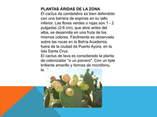 PLANTAS ÁRIDAS DE LA ZONA
El cactus de candelabro es bien defendido
con una barrera de espinas en su tallo
inferior. Las flores verdes o rojas son 1 - 2
pulgadas (2-6 cm), que abre antes del
alba, se desarrolla en una fruta de los
mismos colores. Fácilmente es observado
sobre las rocas en la Bahía Academia,
fuera de la ciudad de Puerto Ayora, en la
Isla Santa Cruz.
El cactus de lava es considerado la planta
de colonizador "o un pionero". Con un tiple
brillante amarillo y formas de micrófono,
las formaciones lumpen.
 