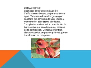 LOS JARDINES
diseñados con plantas nativas de
California no sólo ayudan para conservar
agua. También reducen los gastos por
concepto del consumo del vital líquido y
mantienen el ecosistema del estado.
"Las plantas nativas evitan la extinción de
los insectos que son clave en el proceso
de la polinización. Conservan también
ciertas especies de pájaros y larvas que se
transforman en mariposas.
 
