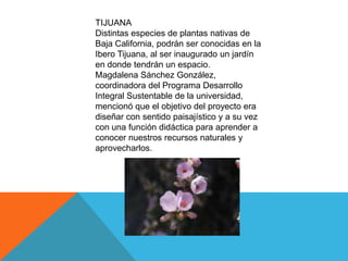 TIJUANA
Distintas especies de plantas nativas de
Baja California, podrán ser conocidas en la
Ibero Tijuana, al ser inaugurado un jardín
en donde tendrán un espacio.
Magdalena Sánchez González,
coordinadora del Programa Desarrollo
Integral Sustentable de la universidad,
mencionó que el objetivo del proyecto era
diseñar con sentido paisajístico y a su vez
con una función didáctica para aprender a
conocer nuestros recursos naturales y
aprovecharlos.
 