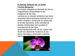 PLANTAS ÁRIDAS DE LA ZONA
Chuleta Margarita
La chuleta margarita es llamada así por su
irregularidad y profundidad en los
márgenes de las hoja..
Lantana es un arbusto endémico que tiene
pequeñas flores hermosas blancas con un
centro amarillo y fácilmente es observado
en la Isla Genovesa. Esta variedad de
plantas introducidas han invadido el
ecosistemas de las islas,
aproximadamente 478, de las cuales más
de 50 son altamente invasoras de las
áreas naturales y amenazan a plantas
nativas y endémicas.
 