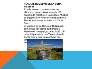 PLANTAS HÚMEDAS DE LA ZONA
Helechos
El helecho son comunes sobre las
altitudes. Hay aproximadamente 100
especie de helecho en Galápagos. Muchos
de aquellos son vistos cerca del camino a
Tierras altas húmedas de la Isla Santa
Cruz
El Meconio es endémico al Galápagos,
pero desde la llegada del hombre la
Meconio esta en peligro de extinción. El
paso del ganado en las Tierras altas de
Santa Cruz y San Cristóbal que han
tomado su peaje sobre la Meconio, es
ahora puesto en peligro.
 