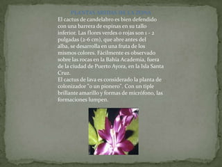 PLANTAS ÁRIDAS DE LA ZONA
El cactus de candelabro es bien defendido
con una barrera de espinas en su tallo
inferior. Las flores verdes o rojas son 1 - 2
pulgadas (2-6 cm), que abre antes del
alba, se desarrolla en una fruta de los
mismos colores. Fácilmente es observado
sobre las rocas en la Bahía Academia, fuera
de la ciudad de Puerto Ayora, en la Isla Santa
Cruz.
El cactus de lava es considerado la planta de
colonizador "o un pionero". Con un tiple
brillante amarillo y formas de micrófono, las
formaciones lumpen.
 