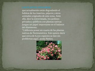 LAS PLANTAS INVASORAS
que actualmente están degradando el
hábitat de los insectos, pájaros y otros
animales originales de esta zona. Ante
ello, dice la entrevistada, los jardines
privados y públicos con plantas nativas
juegan un papel importante en el balance
del diasistema.
"California posee un cuarto de las plantas
nativas de Norteamérica. Esto quiere decir
que cerca de 6,000 especies se dan sin
problemas aquí", acota Notico.
 
