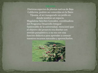 TIJUANA
 Distintas especies de plantas nativas de Baja
 California, podrán ser conocidas en la Ibero
    Tijuana, al ser inaugurado un jardín en
          donde tendrán un espacio.
Magdalena Sánchez González, coordinadora
del Programa Desarrollo Integral
Sustentable de la universidad, mencionó que
el objetivo del proyecto era diseñar con
sentido paisajístico y a su vez con una
función didáctica para aprender a conocer
nuestros recursos naturales y aprovecharlos.
 