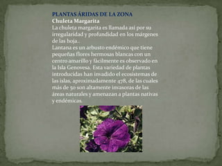 PLANTAS ÁRIDAS DE LA ZONA
Chuleta Margarita
La chuleta margarita es llamada así por su
irregularidad y profundidad en los márgenes
de las hoja..
Lantana es un arbusto endémico que tiene
pequeñas flores hermosas blancas con un
centro amarillo y fácilmente es observado en
la Isla Genovesa. Esta variedad de plantas
introducidas han invadido el ecosistemas de
las islas, aproximadamente 478, de las cuales
más de 50 son altamente invasoras de las
áreas naturales y amenazan a plantas nativas
y endémicas.
 