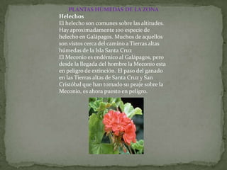 PLANTAS HÚMEDAS DE LA ZONA
Helechos
El helecho son comunes sobre las altitudes.
Hay aproximadamente 100 especie de
helecho en Galápagos. Muchos de aquellos
son vistos cerca del camino a Tierras altas
húmedas de la Isla Santa Cruz
El Meconio es endémico al Galápagos, pero
desde la llegada del hombre la Meconio esta
en peligro de extinción. El paso del ganado
en las Tierras altas de Santa Cruz y San
Cristóbal que han tomado su peaje sobre la
Meconio, es ahora puesto en peligro.
 