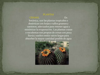 PLANTAS
     CRASAS,                            En
    botánica, son las plantas tropicales o
    desérticas con hojas o tallos gruesos y
  carnosos, adecuados para retener agua y
minimizar la evaporación. Las plantas crasas
o suculentas son propias de zonas con poca
   lluvia y suelen emitir raíces largas para
absorber la mayor cantidad posible de agua
             todos los derechos.
 