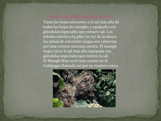 PLANTAS COSTERAS DE LA ZONA
Tiene las hojas tolerantes a la sal más alta de
todos las hojas de mangles y equipado con
glándulas especiales que extraen sal. Los
árboles crecen a 65 pies (20 m) de la altura;
las ramas de extensión largas son cubiertas
por una corteza marrana oscura. El mangle
negro tiene la sal más alta equipada con
glándulas especiales que emiten la sal.
El Mangle Rojo es el más común en el
Galápagos llamado así por su madera rojiza.
 