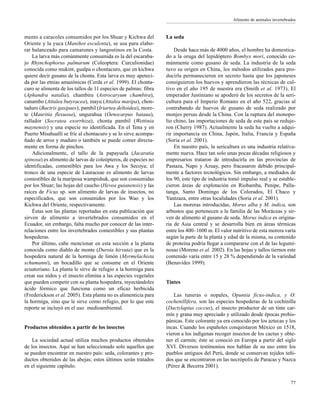 Alimento de animales invertebrados
77
mento a caracoles consumidos por los Shuar y Kichwa del
Oriente y la yuca (Manihot esculenta), se usa para elabo-
rar balanceado para camarones y langostinos en la Costa.
La larva más comúnmente consumida es la del escaraba-
jo Rhynchophorus palmarum (Coleoptera: Curculionidae)
conocida como mukint, gualpa o chontacuro, que en kichwa
quiere decir gusano de la chonta. Esta larva es muy apeteci-
da por las etnias amazónicas (Cerda et al. 1999). El chonta-
curo se alimenta de los tallos de 11 especies de palmas: fibra
(Aphandra natalia), chambira (Astrocaryum chambira),
canambo (Attalea butyracea), inayu (Attalea maripa), chon-
taduro (Bactris gasipaes), pambil (Iriartea deltoidea), more-
te (Mauritia flexuosa), ungurahua (Oenocarpus bataua),
rallador (Socratea exorrhiza), chonta pambil (Wettinia
maynensis) y una especie no identificada. En el Tena y en
Puerto Misahuallí se fríe al chontacuro y se lo sirve acompa-
ñado de arroz y maduro o también se puede comer directa-
mente en forma de pinchos.
Adicionalmente, el tallo de la papayuela (Jacaratia
spinosa) es alimento de larvas de coleópteros, de especies no
identificadas, comestibles para los Awa y los Secoya; el
tronco de una especie de Lauraceae es alimento de larvas
comestibles de la mariposa wampishuk, que son consumidas
por los Shuar; las hojas del caucho (Hevea guianensis) y las
raíces de Ficus sp. son alimento de larvas de insectos, no
especificados, que son consumidos por los Wao y los
Kichwa del Oriente, respectivamente.
Éstas son las plantas reportadas en esta publicación que
sirven de alimento a invertebrados consumidos en el
Ecuador, sin embargo, falta mucho por conocer de las inter-
relaciones entre los invertebrados comestibles y sus plantas
hospederas.
Por último, cabe mencionar en esta sección a la planta
conocida como diablo de monte (Duroia hirsuta) que es la
hospedera natural de la hormiga de limón (Myrmelachista
schumanni), un bocadillo que se consume en el Oriente
ecuatoriano. La planta le sirve de refugio a la hormiga para
crear sus nidos y el insecto elimina a las especies vegetales
que pueden competir con su planta hospedera, inyectándoles
ácido fórmico que funciona como un eficaz herbicida
(Frederickson et al. 2005). Esta planta no es alimenticia para
la hormiga, sino que le sirve como refugio, por lo que este
reporte se incluyó en el uso medioambiental.
Productos obtenidos a partir de los insectos
La sociedad actual utiliza muchos productos obtenidos
de los insectos. Aquí se han seleccionado solo aquellos que
se pueden encontrar en nuestro país: seda, colorantes y pro-
ductos obtenidos de las abejas; estos últimos serán tratados
en el siguiente capítulo.
La seda
Desde hace más de 4000 años, el hombre ha domestica-
do a la oruga del lepidóptero Bombyx mori, conocido co-
múnmente como gusano de seda. La industria de la seda
tuvo su origen en China, los métodos utilizados para pro-
ducirla permanecieron en secreto hasta que los japoneses
consiguieron los huevos y aprendieron las técnicas de cul-
tivo en el año 195 de nuestra era (Smith et al. 1973). El
emperador Justiniano se apoderó de los secretos de la seri-
cultura para el Imperio Romano en el año 522, gracias al
contrabando de huevos de gusano de seda realizado por
monjes persas desde la China. Con la ruptura del monopo-
lio chino, las importaciones de seda de este país se reduje-
ron (Cherry 1987). Actualmente la seda ha vuelto a adqui-
rir importancia en China, Japón, Italia, Francia y España
(Soria et al. 2001).
En nuestro país, la sericultura es una industria relativa-
mente nueva. Hace tan solo unas pocas décadas religiosos y
empresarios trataron de introducirla en las provincias de
Pastaza, Napo y Azuay, pero fracasaron debido principal-
mente a factores tecnológicos. Sin embargo, a mediados de
los 90, este tipo de industria tomó impulso real y se estable-
cieron áreas de explotación en Riobamba, Penipe, Palla-
tanga, Santo Domingo de los Colorados, El Chaco y
Yantzaza, entre otras localidades (Soria et al. 2001).
Las moreras introducidas, Morus alba y M. indica, son
arbustos que pertenecen a la familia de las Moráceas y sir-
ven de alimento al gusano de seda. Morus indica es origina-
ria de Asia central y se desarrolla bien en áreas térmicas
entre los 400–1600 m. El valor nutritivo de esta morera varía
según la parte de la planta y edad de la misma, su contenido
de proteína podría llegar a compararse con el de las legumi-
nosas (Moreno et al. 2002). En las hojas y tallos tiernos este
contenido varía entre 15 y 28 % dependiendo de la variedad
(Benavides 1999).
Tintes
Las tuneras o nopales, Opuntia ficus-indica, y O.
cochenillifera, son las especies hospederas de la cochinilla
(Dactylapius coccus), el insecto productor de un tinte car-
mín y grana muy apreciado y utilizado desde épocas prehis-
pánicas. Este colorante ya era conocido por los aztecas y los
incas. Cuando los españoles conquistaron México en 1518,
vieron a los indígenas recoger insectos de los cactus y obte-
ner el carmín; éste se conoció en Europa a partir del siglo
XVI. Diversos testimonios nos hablan de su uso entre los
pueblos antiguos del Perú, donde se conservan tejidos teñi-
dos que se encontraron en las necrópolis de Paracas y Nazca
(Pérez & Becerra 2001).
 