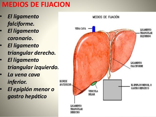 HIGADO VIAS BILIARES Y PANCREAS