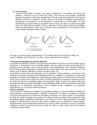 4- Fase de muerte
Cuando se desestabiliza el balance entre muerte y duplicación y se producen más muertes que
divisiones, comienza la fase de muerte del cultivo. Esta fase tiene una pendiente exponencial
negativa, que puede ser de la misma magnitud que la fase de crecimiento exponencial. En la práctica
industrial esta fase es importante 63 para evaluar el desarrollo de productos desinfectantes y
esterilizantes, que pueden ser: a) bacteriostáticos, b) bactericidas o c) bacteriolíticos. El efecto
bacteriostático es el que detiene el crecimiento pero no mata a la célula. Los agentes bactericidas
matan a la célula pero no se produce la lisis o ruptura de la célula, mientras que los bacteriolíticos
matan a la célula mediante la lisis lo que se observa como una disminución en el número de células
o de la turbidez después de añadir el agente.
Tres tipos de acción de agentes antimicrobianos. En el tiempo indicado por la flecha se añadió una
sustancia inhibidora del crecimiento a un cultivo en fase exponencial de crecimiento.
Productos microbiológicos de carácter industrial
Los productos industriales obtenidos por procesos del metabolismo bacteriano son de dos grandes grupos:
alimenticios y farmacéuticos. En la actualidad también existe un amplio desarrollo para la obtención de
productos para la agricultura como son los inoculantes y los bioinsecticidas como el Bacillus turigiensis.
Dentro de los productos alimenticios se incluyen los de consumo directo como pan, cerveza,vino, etc. y los
insumos para la industria alimenticia (enzimas, alcoholes, ácidos, etc.).
Los productos farmacéuticos más importantes son los antibióticos. El descubrimiento y producción de los
antibióticos fue un hito en la lucha por la salubridad humana. Los antibióticos son productos secundarios del
metabolismo de algunos microorganismos, sintetizados para poder competir en el suelo frente a las bacterias.
Portal motivo no afectana las células eucarióticas y pueden serutilizados en organismos superiores sin dañar
las células del enfermo. Los antibióticos típicos son: la penicilina (inhibe la síntesis de la pared celular de las
bacterias)producida por el hongo Penicillium y la estreptomicina (inhibe la síntesis de proteínas en bacterias)
producida por el actinomycete Streptomyces. En la actualidad muchos antibióticos son sintetizados
artificialmente y no a través de cultivos microbianos.
Cultivos continuos
Para la producción industrial de cualquiera de los productos biológicos se han desarrollado tecnologías de
alta precisión para evitar contaminaciones y optimizar el rendimiento. Los cultivos son realizados en equipos
de fermentación especiales con condiciones controladas estrictamente. Un cultivo continuo es esencialmente
un cultivo de volumen constante, y para mantener los cultivos de manera continua en fase exponencial se han
desarrollado equipos denominados quimiostatos, que consiste en evitar la fase estacionaria y de muerte
mediante la incorporación de medio de cultivo fresco a medida que se va utilizando el sustrato original.
Simultáneamente con la incorporación de medio frescose retira elcultivo bacteriano ya crecido. Se denomina
turbidostato cuando la incorporación de nuevo medio de cultivo se realiza según la tasa de crecimiento,
evaluada por densidad óptica.
 
