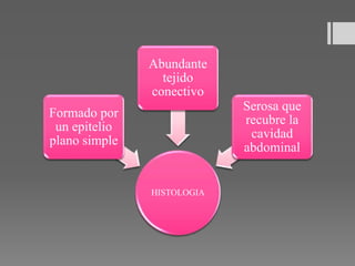 HISTOLOGIA
Formado por
un epitelio
plano simple
Abundante
tejido
conectivo
Serosa que
recubre la
cavidad
abdominal
 